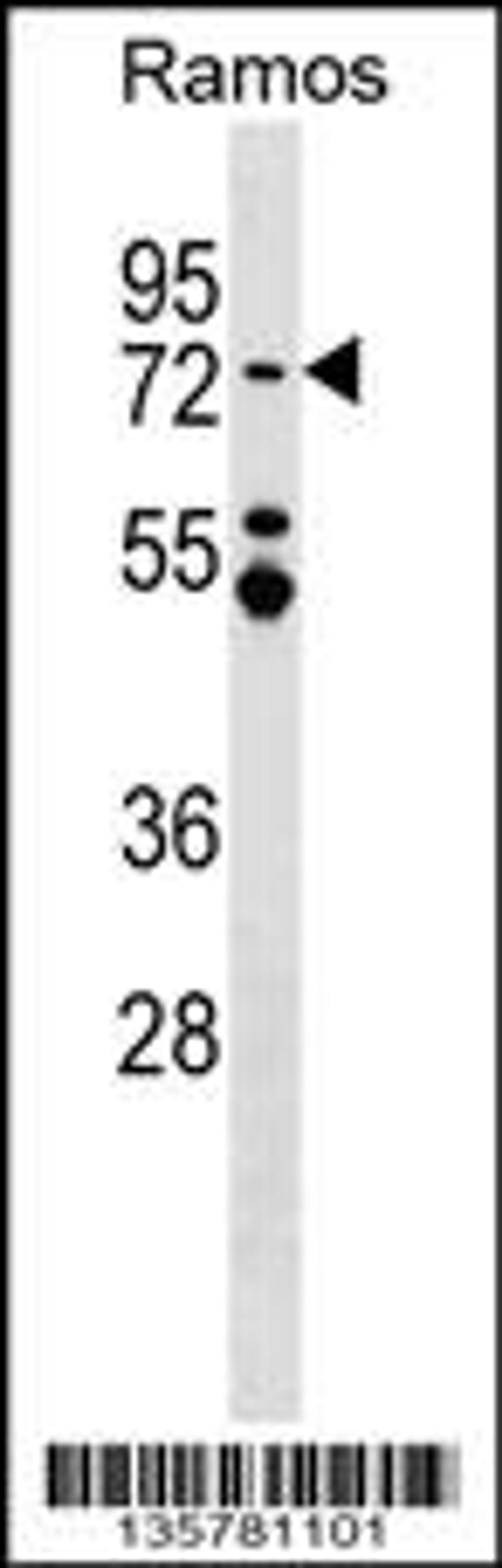 Western blot analysis in Ramos cell line lysates (35ug/lane).