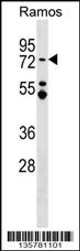 Western blot analysis in Ramos cell line lysates (35ug/lane).