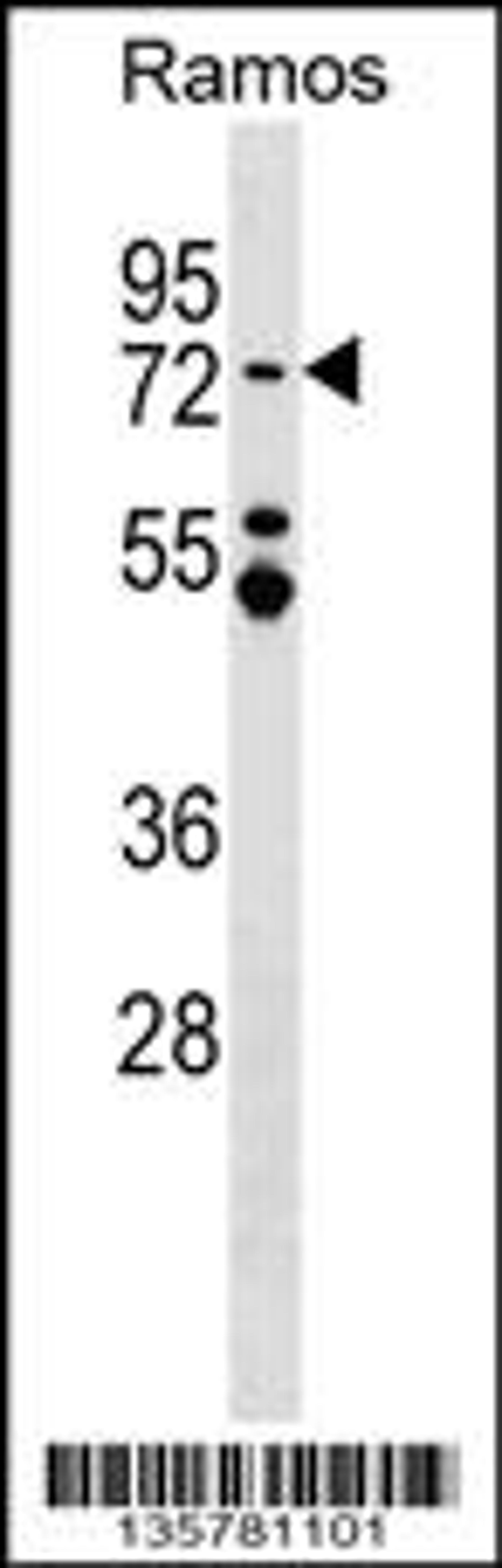 Western blot analysis in Ramos cell line lysates (35ug/lane).