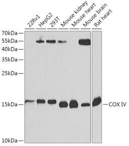 Western blot - COX IV Antibody (A6564)