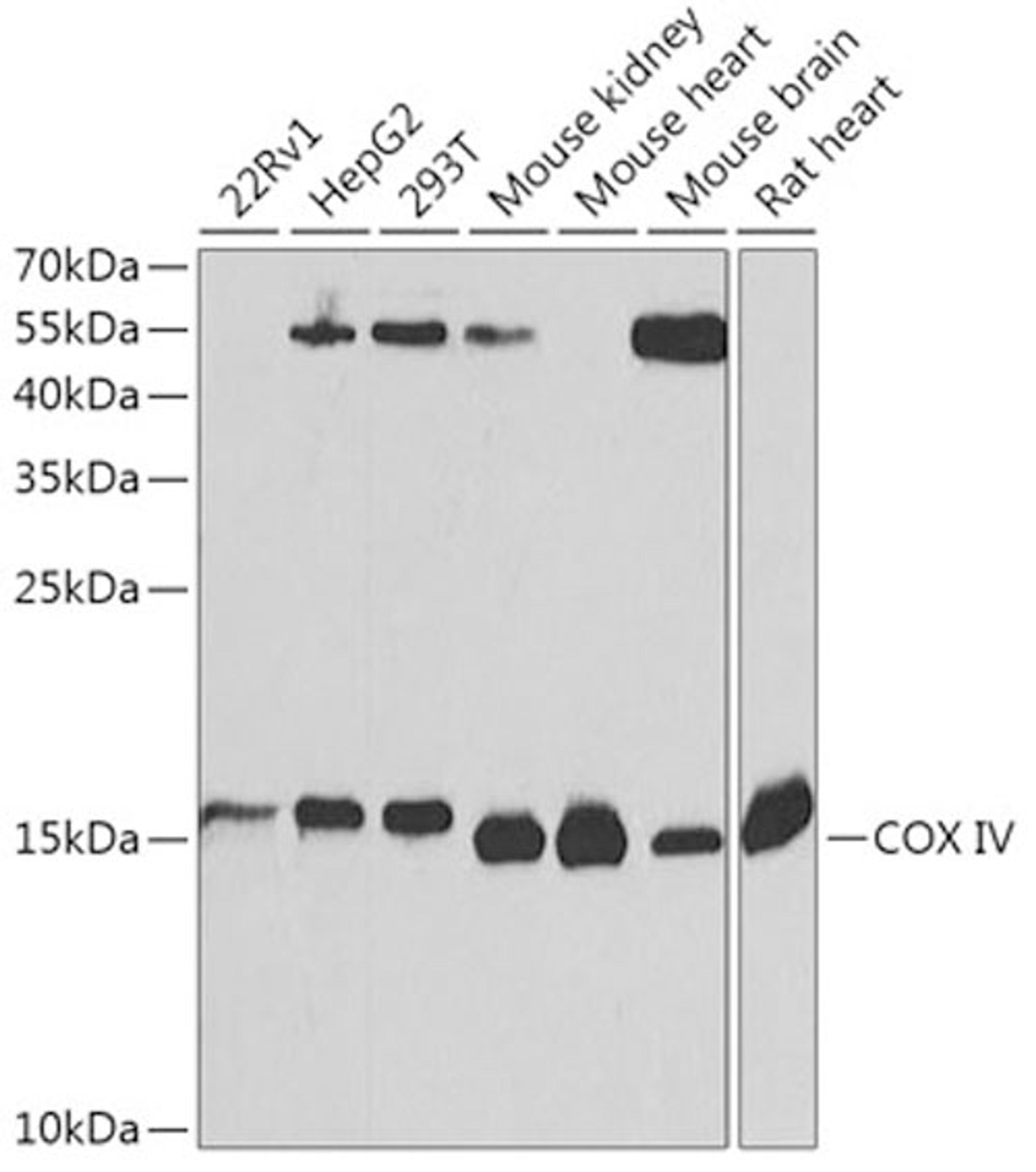 Western blot - COX IV Antibody (A6564)