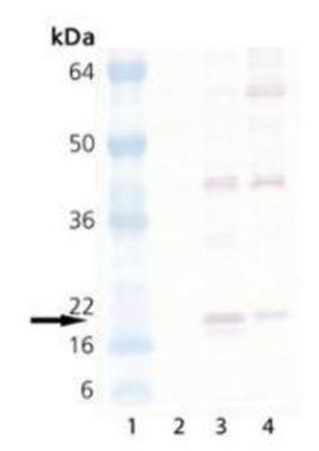 Western Blot: HSP20/HSPB6 Antibody [NB120-13491] - Lane 1: MW Marker, Lane 2: HeLa (heat shocked), Lane 3: 3T3 (heat shocked), Lane 4: PC-12 (heat shocked).