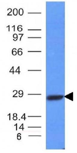 Western blot analysis of Raji Cell Lysate using IGKC antibody