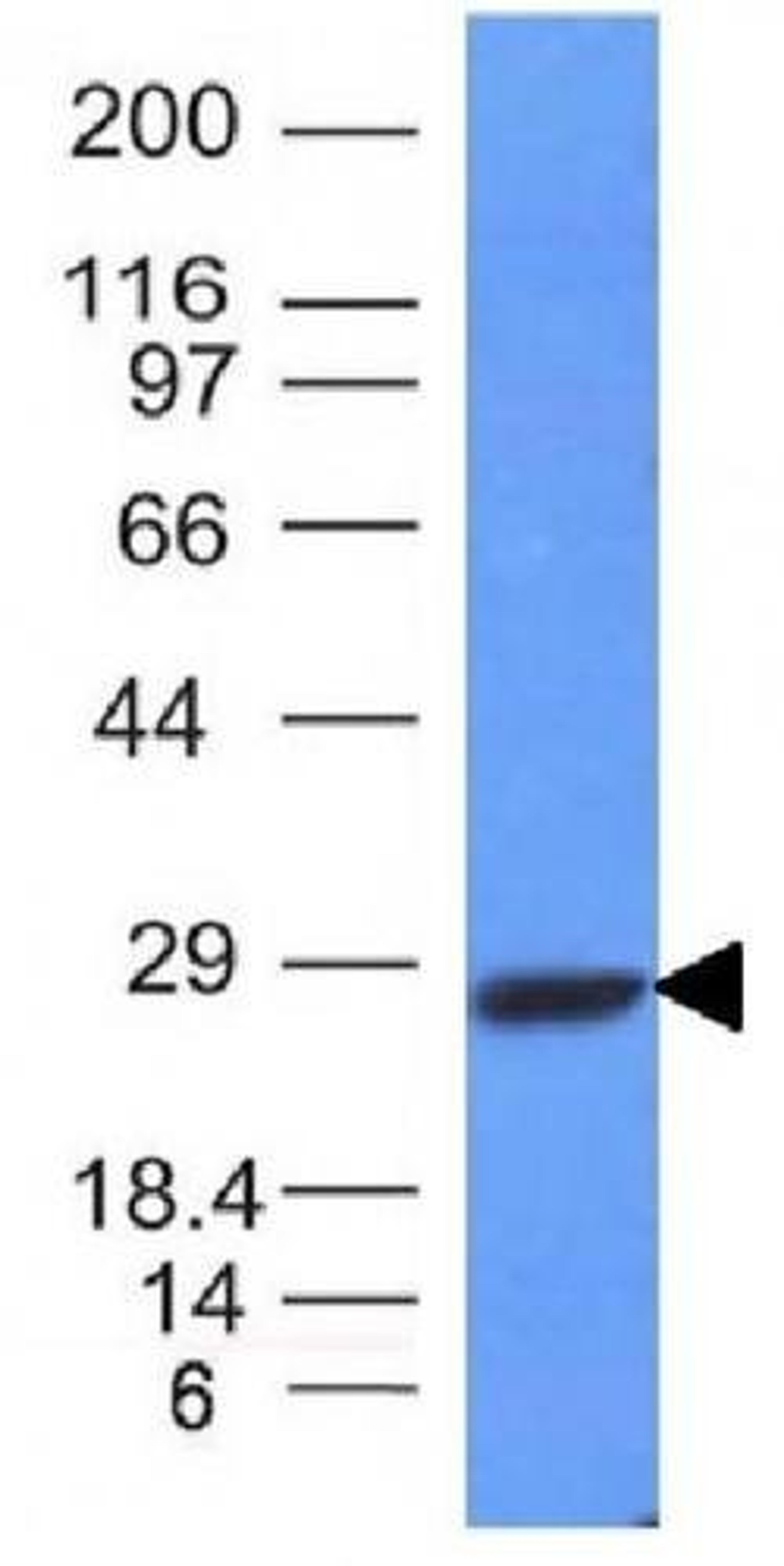 Western blot analysis of Raji Cell Lysate using IGKC antibody