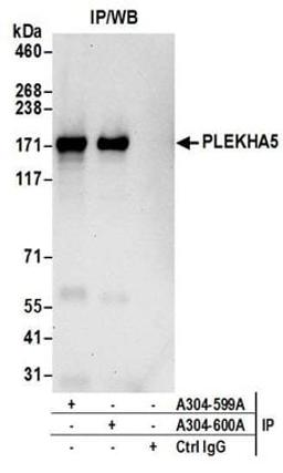 Detection of human PLEKHA5 by western blot of immunoprecipitates.