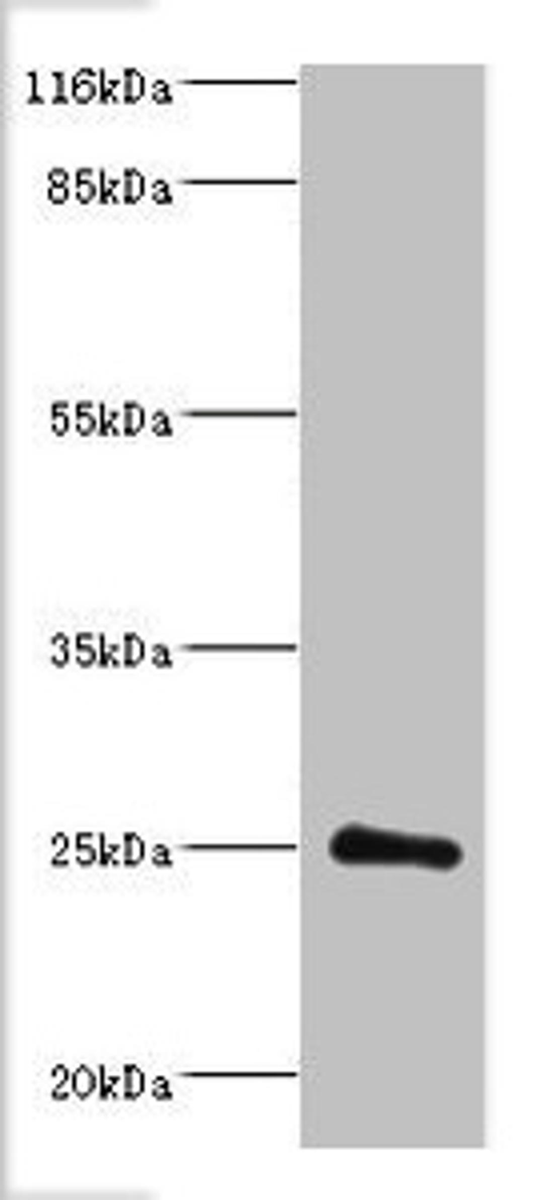 Western blot. All lanes: Protein DGCR6L antibody at 2ug/ml + Mouse brain tissue. Secondary. Goat polyclonal to rabbit IgG at 1/10000 dilution. Predicted band size: 25 kDa. Observed band size: 25 kDa. 