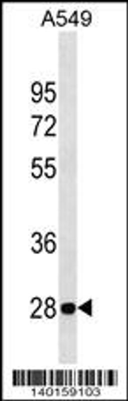 Western blot analysis in A549 cell line lysates (35ug/lane).