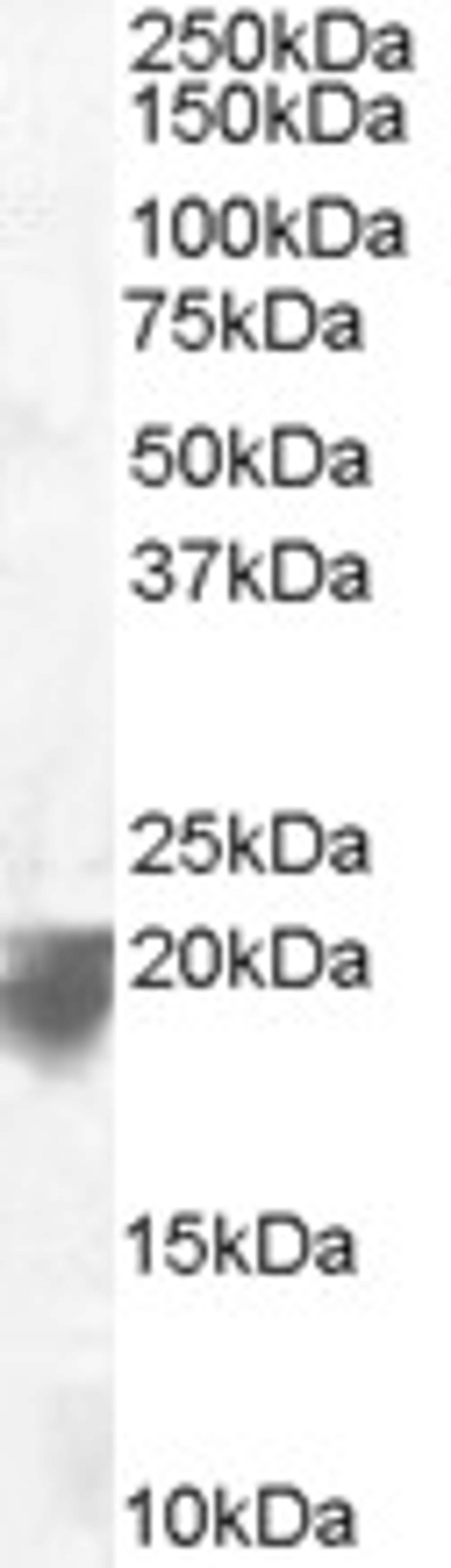 46-581 staining (0.1ug/ml) of Human Spleen lysate (RIPA buffer, 35ug total protein per lane). Primary incubated for 1 hour. Detected by chemiluminescence.