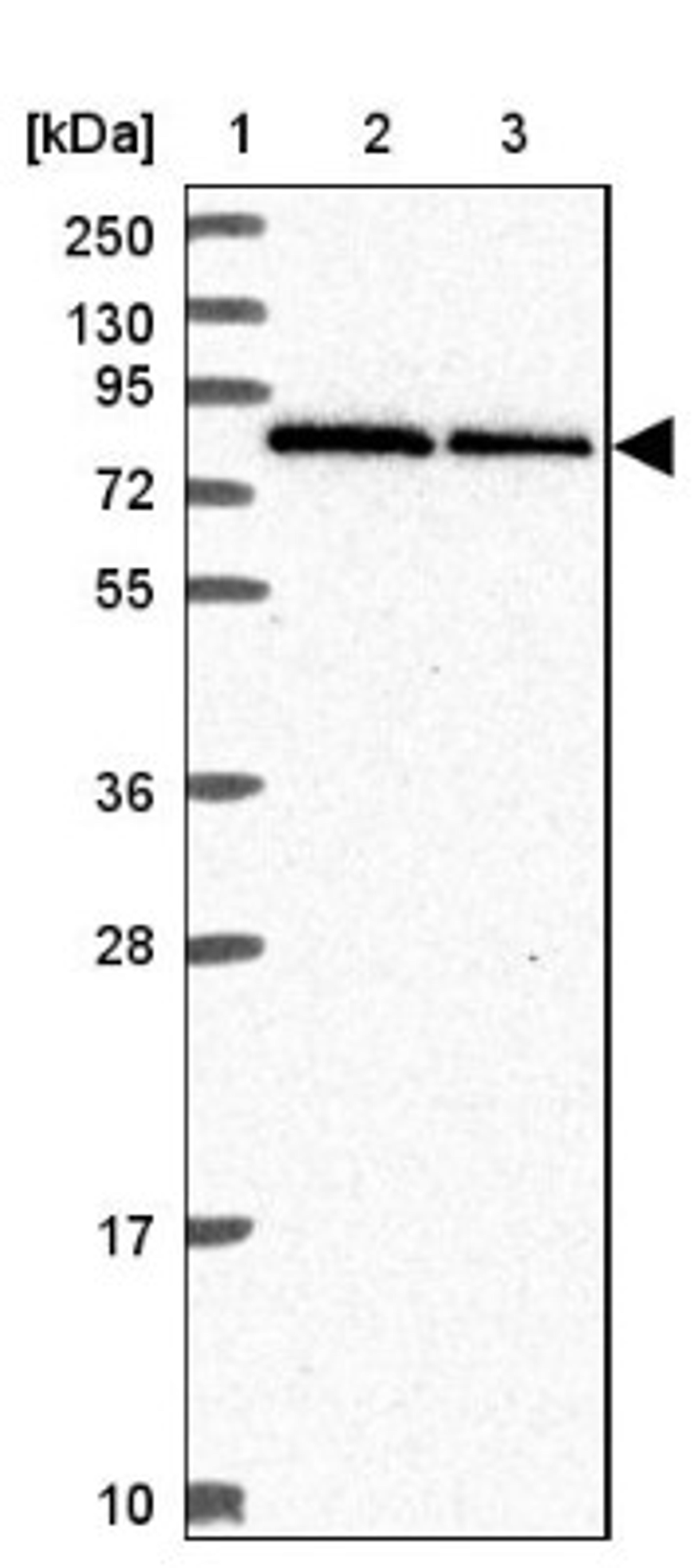 Western Blot: RNF10 Antibody [NBP2-38672] - Lane 1: Marker [kDa] 250, 130, 95, 72, 55, 36, 28, 17, 10<br/>Lane 2: RT-4<br/>Lane 3: U-251 MG