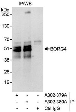 Detection of human BORG4 by western blot of immunoprecipitates.