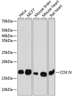 Western blot - COX IV Rabbit mAb (A11631)