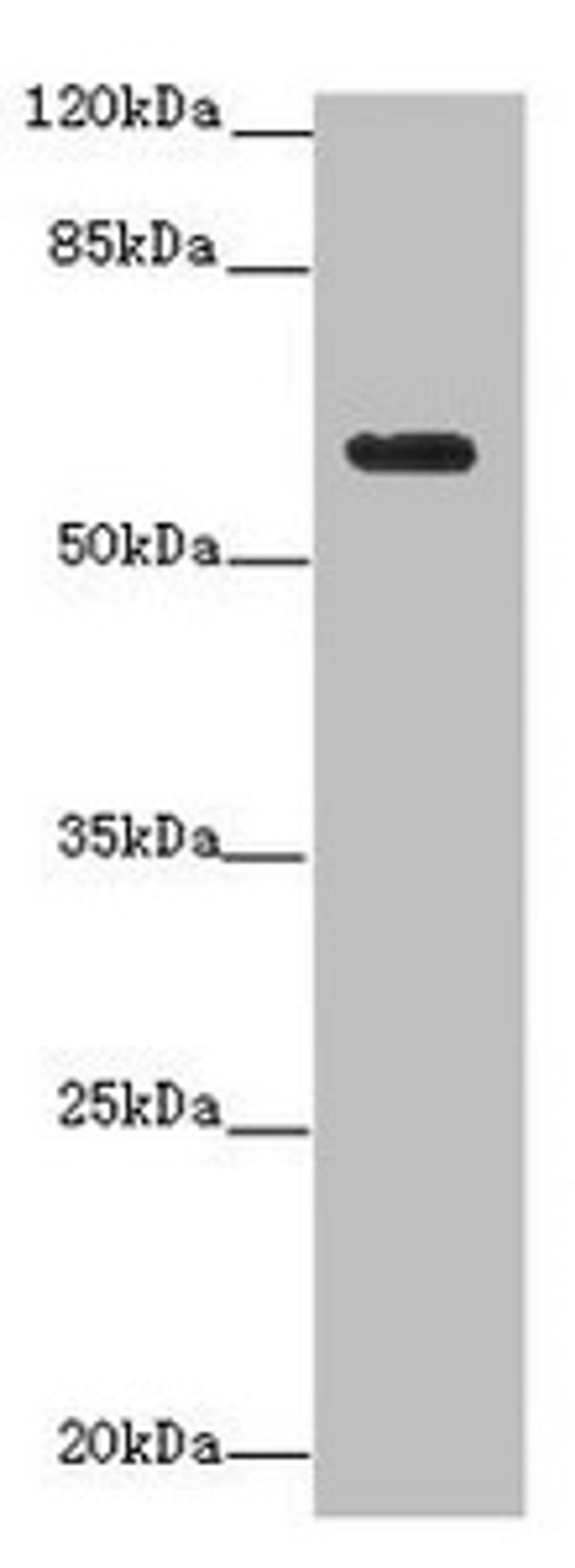 Western blot. All lanes: EHD1 antibody at 12µg/ml + MDA-MB-231 whole cell lysate. Secondary. Goat polyclonal to rabbit IgG at 1/10000 dilution. Predicted band size: 61 kDa. Observed band size: 61 kDa