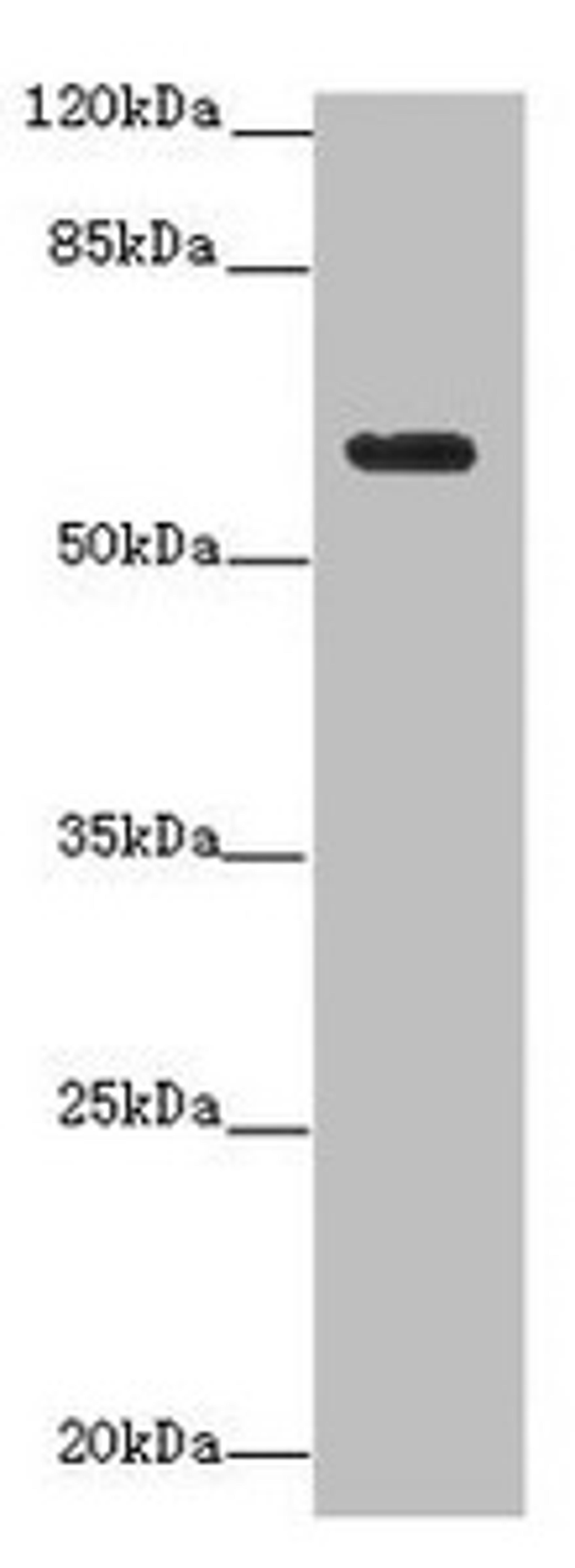 Western blot. All lanes: EHD1 antibody at 12µg/ml + MDA-MB-231 whole cell lysate. Secondary. Goat polyclonal to rabbit IgG at 1/10000 dilution. Predicted band size: 61 kDa. Observed band size: 61 kDa