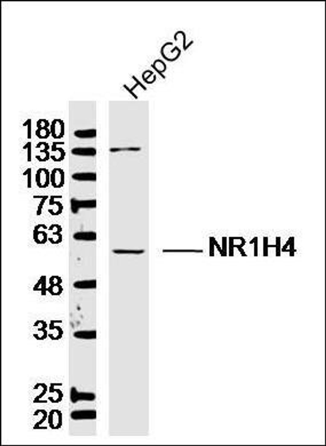 Western blot analysis of human HepG2 lysates using FXR antibody.