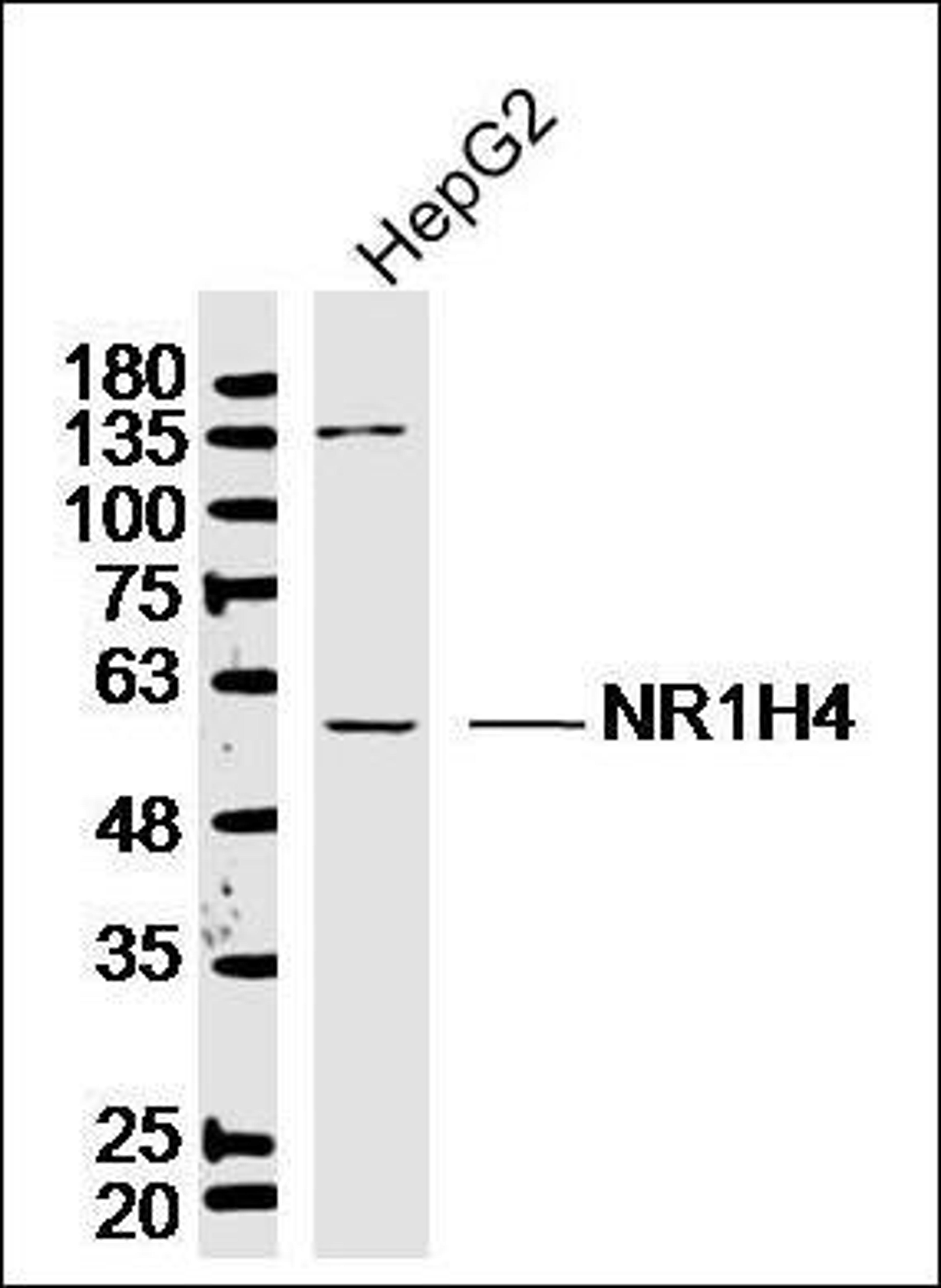 Western blot analysis of human HepG2 lysates using FXR antibody.