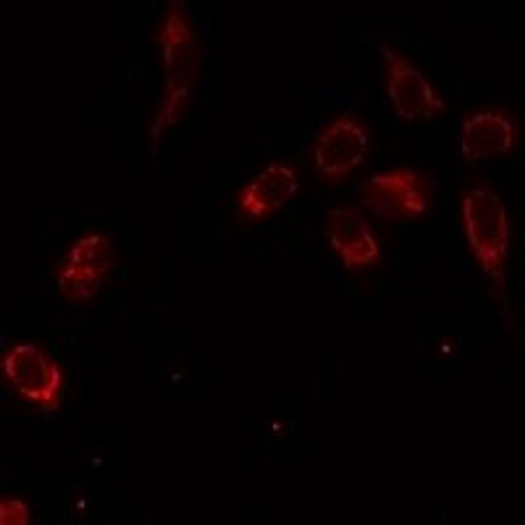 Immunofluorescent analysis of HeLa cells using SMPX antibody