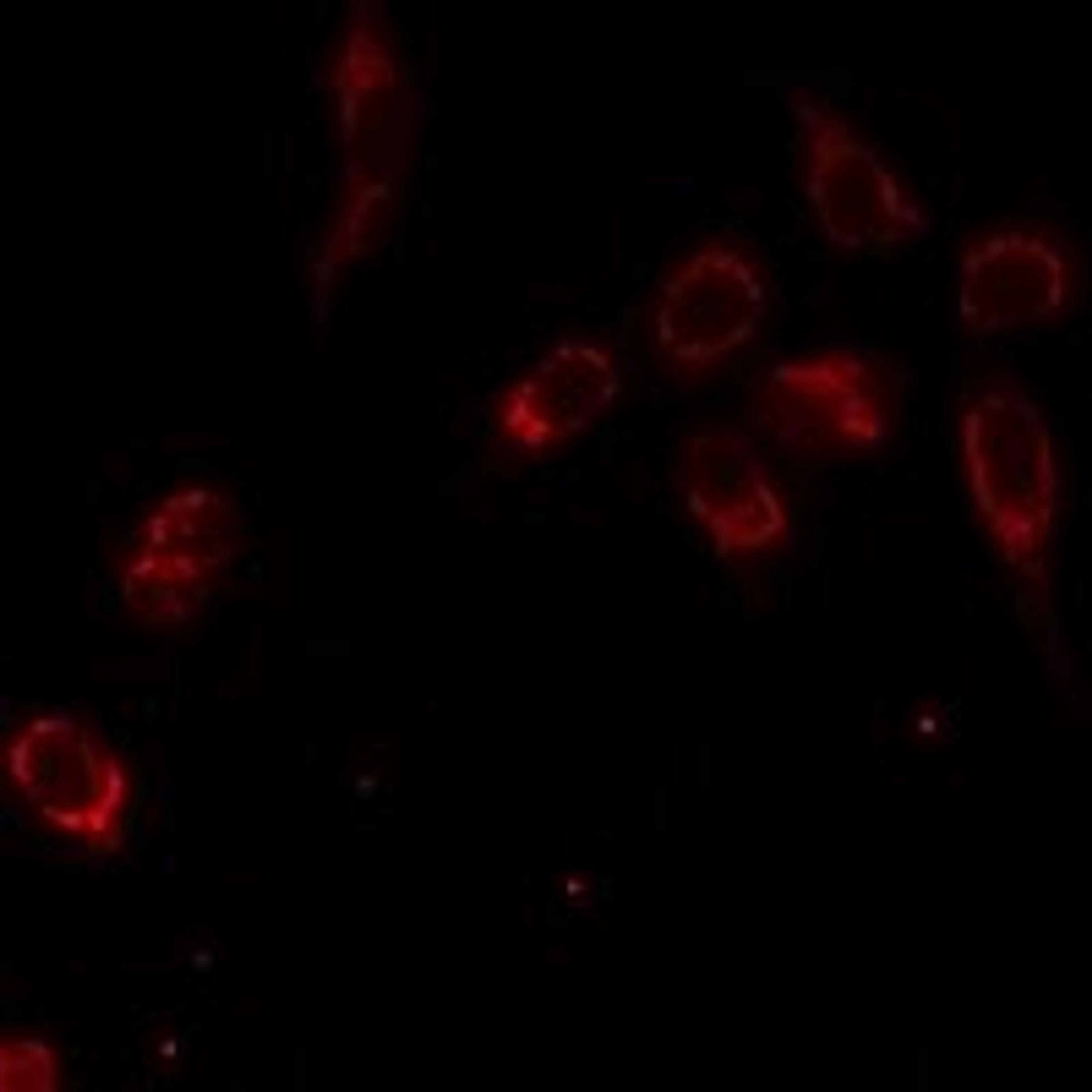 Immunofluorescent analysis of HeLa cells using SMPX antibody