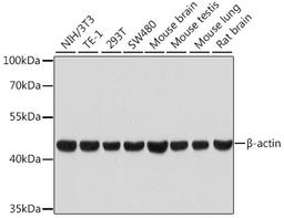 Western blot - ß-actin antibody (AC026)