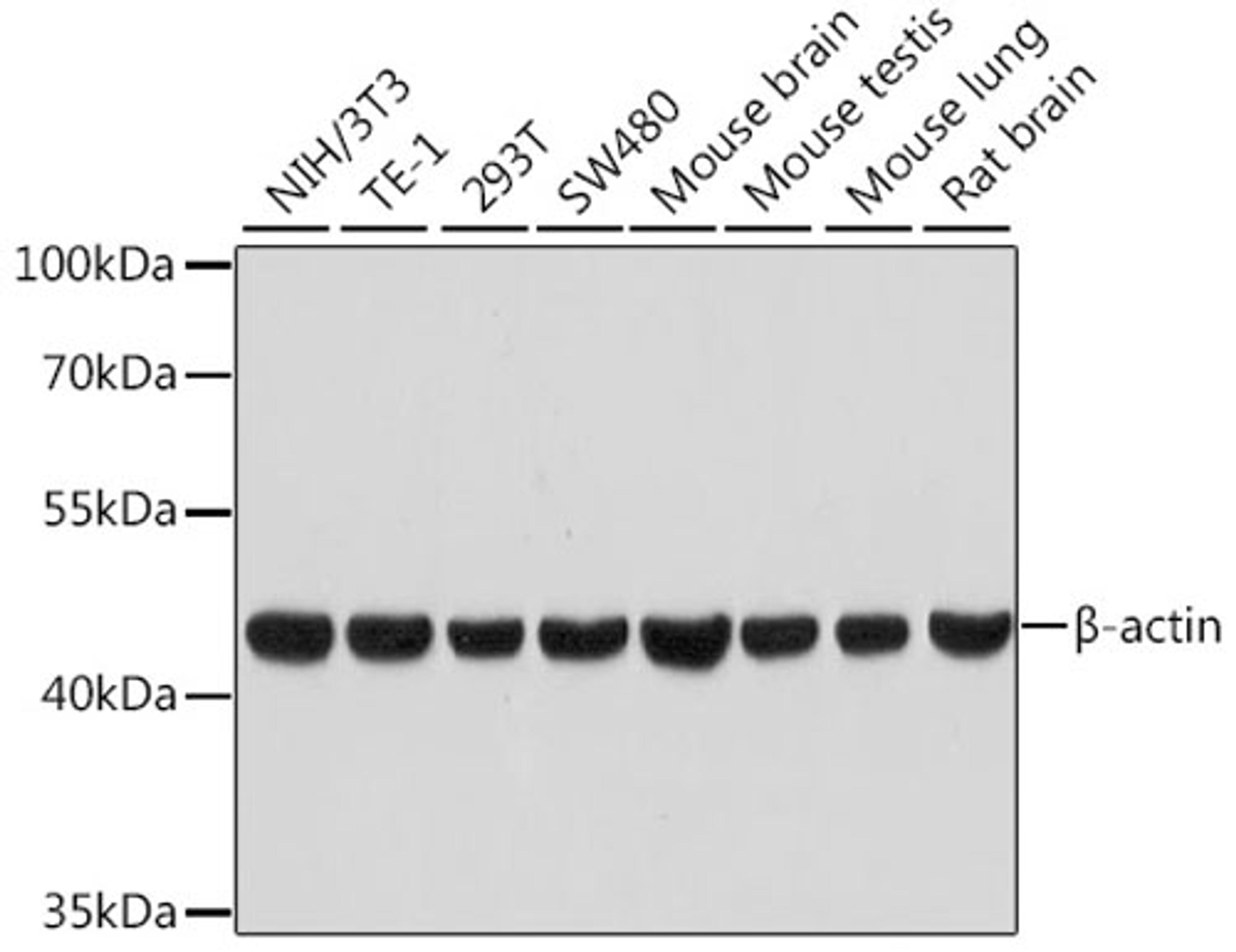 Western blot - ß-actin antibody (AC026)