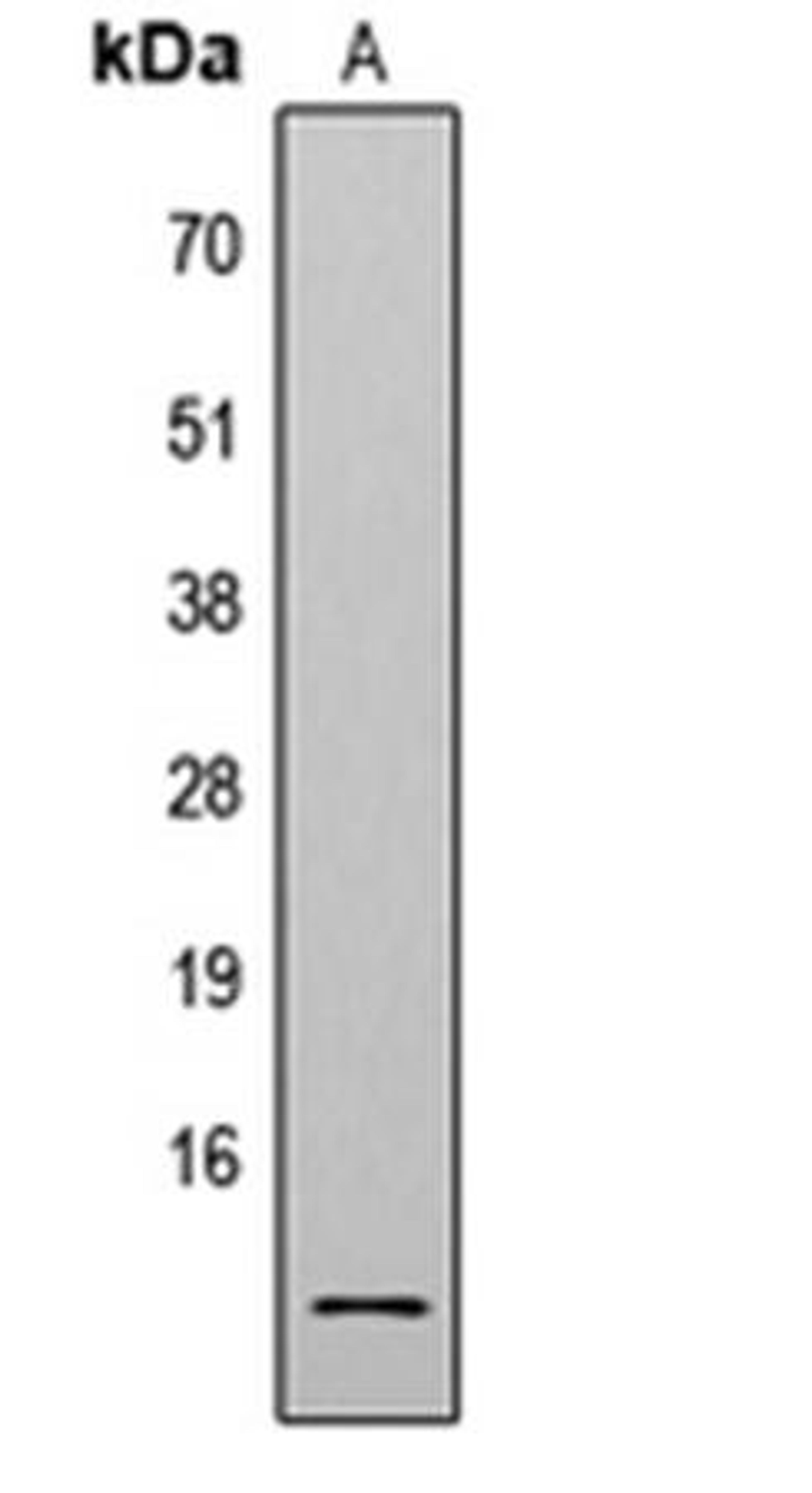 Western blot analysis of HeLa TSA-treated (Lane1) whole cell using Histone H4 (AcK8) antibody