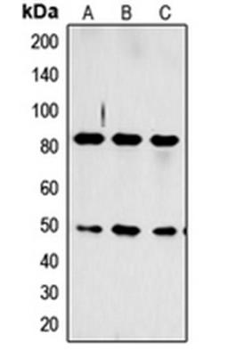 Western blot analysis of HeLa (Lane 1), Jurkat (Lane 2), PC12 (Lane 3) whole cell lysates using CCKAR antibody