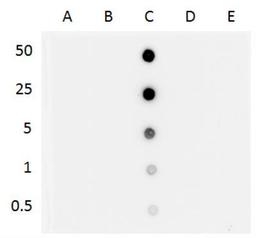 Dot Blot: Antibody (GT13612) - Analysis of antibody with the synthetic DNA controls. DNA samples (0.5 to 50 ng as indicated) were spotted onto the positively charged Nylon membrane and blotted with 5-hmC antibody at a dilution of 1:500. A: Unmethylated DNA fragment B: DNA fragment containing 5-methylcytosine C: DNA fragment containing 5-hydroxymethylcytosine D: DNA fragment containing 5-formylcytosine E: DNA fragment containing 5-carboxylcytosine.