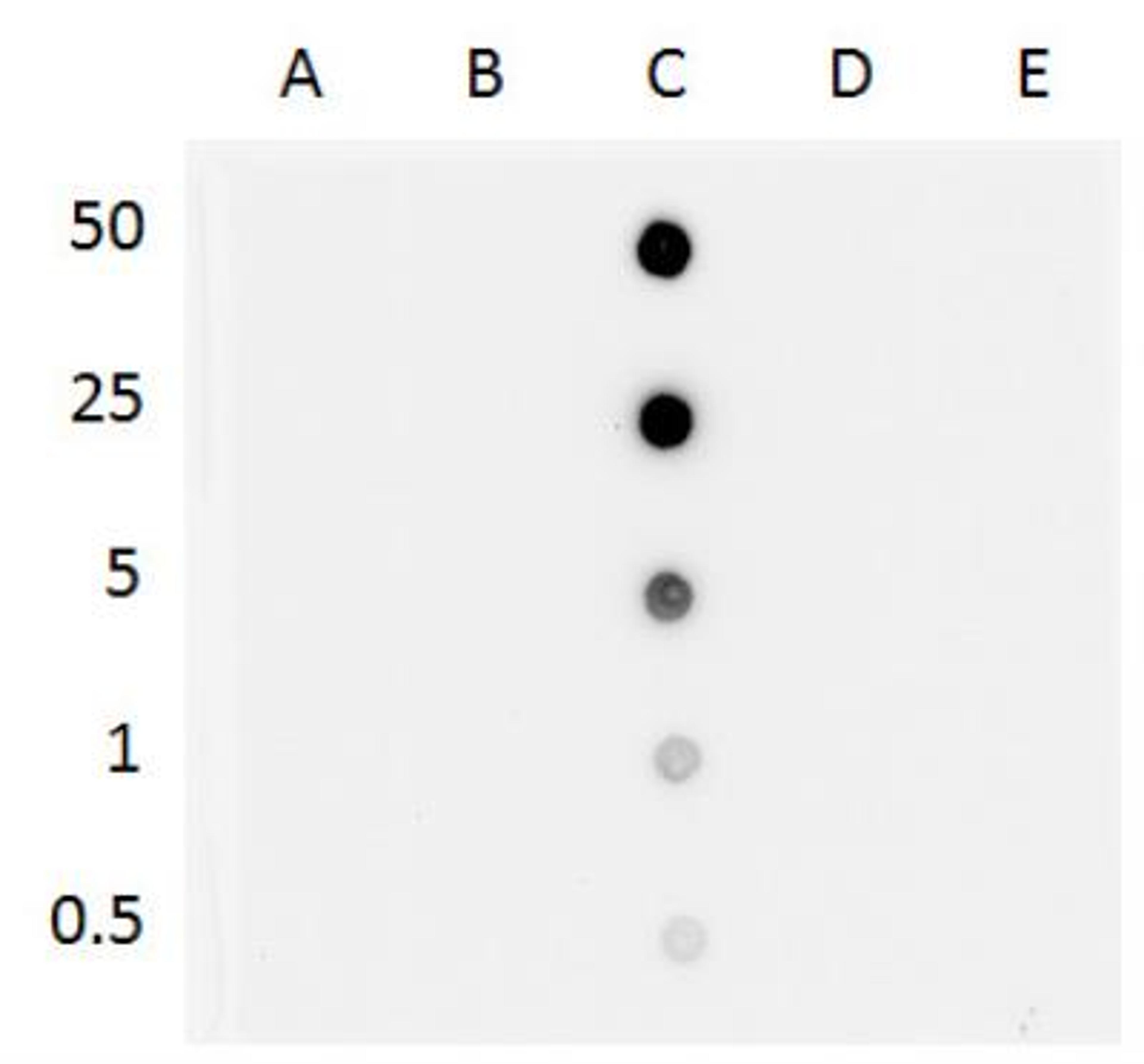 Dot Blot: Antibody (GT13612) - Analysis of antibody with the synthetic DNA controls. DNA samples (0.5 to 50 ng as indicated) were spotted onto the positively charged Nylon membrane and blotted with 5-hmC antibody at a dilution of 1:500. A: Unmethylated DNA fragment B: DNA fragment containing 5-methylcytosine C: DNA fragment containing 5-hydroxymethylcytosine D: DNA fragment containing 5-formylcytosine E: DNA fragment containing 5-carboxylcytosine.