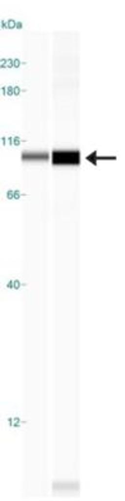 Simple Western: CTR2 Antibody [NBP1-05199] - Simple Western lane view shows a specific band for CTR2 in 0.5 mg/ml of MEF (left) and Human Placenta (right) lysate.  This experiment was performed under reducing conditions using the 12-230 kDa separation system.