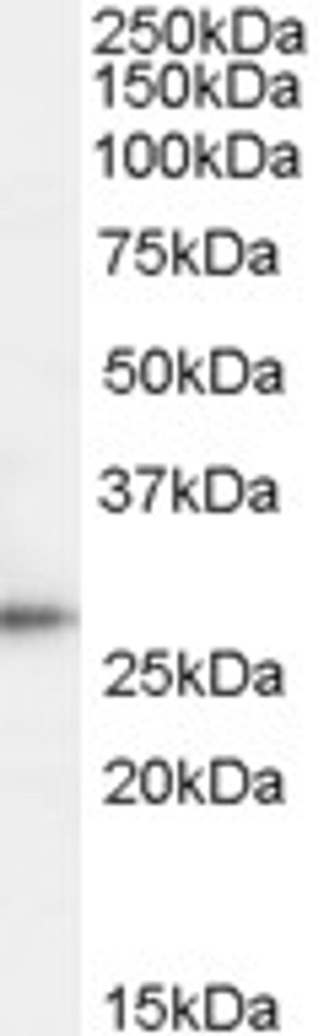 46-506 (1ug/ml) staining of Human Lymph Node lysate (35ug protein in RIPA buffer). Detected by chemiluminescence.