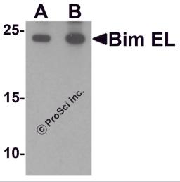Western blot analysis of Bim in K562 cell lysate with Bim EL antibody at (A) 1 and (B) 2 μg/mL.