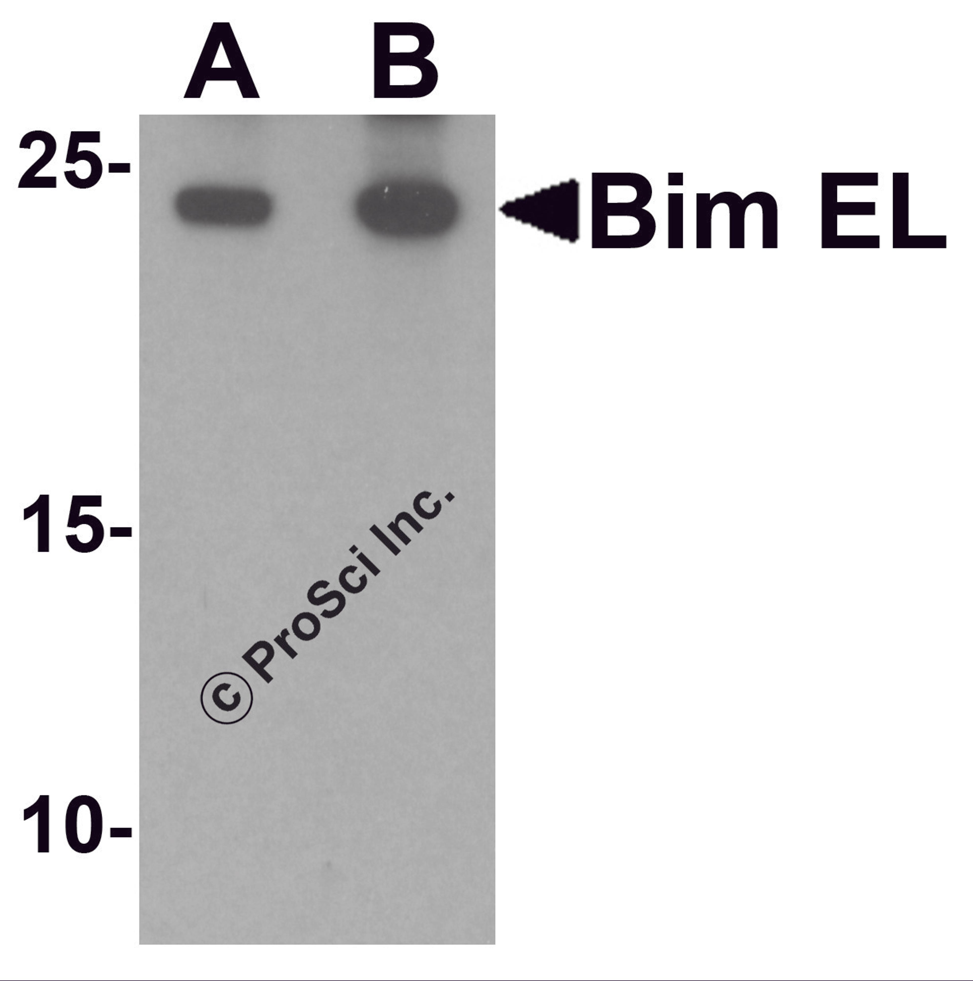 Western blot analysis of Bim in K562 cell lysate with Bim EL antibody at (A) 1 and (B) 2 μg/mL.