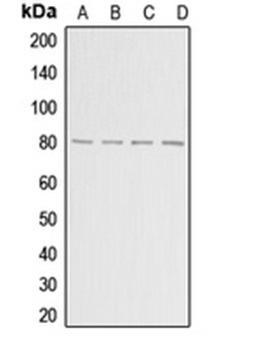 Western blot analysis of HepG2 (Lane 1), MCF7 (Lane 2), mouse brain (Lane 3), rat brain (Lane 4) whole cell lysates using ADARB1 antibody