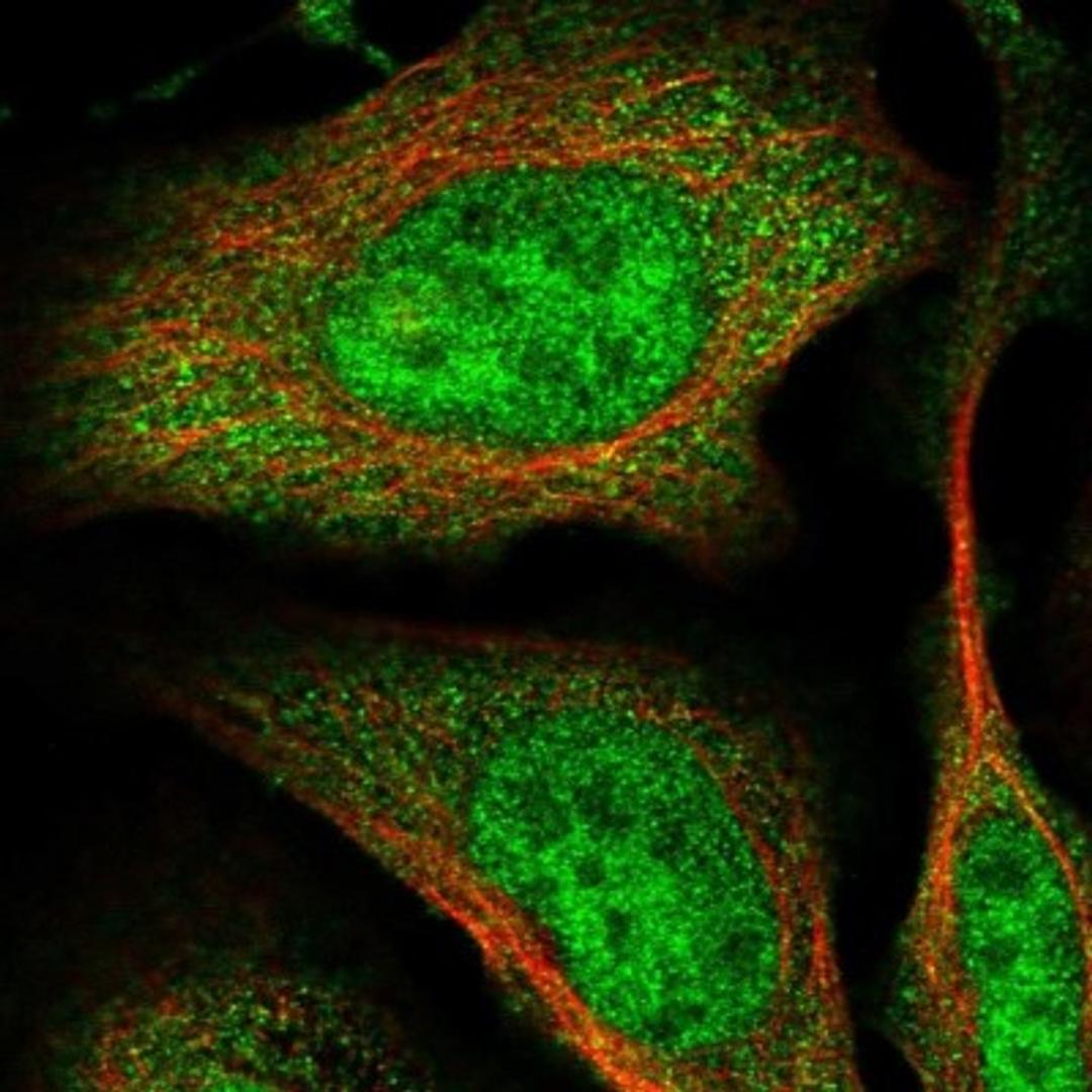 Immunocytochemistry/Immunofluorescence: RNF126 Antibody [NBP1-83645] - Staining of human cell line U-2 OS shows positivity in nucleus but not nucleoli & cytoplasm.