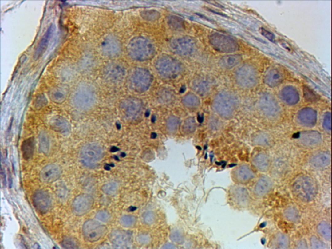 45-735 (4ug/ml) staining of paraffin embedded Human Testis. Steamed antigen retrieval with citrate buffer pH 6, HRP-staining.