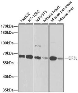 Western blot - EIF3L antibody (A9972)