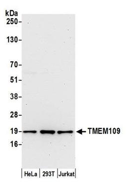 Detection of human TMEM109 by WB.