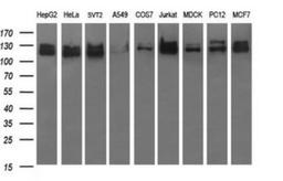 Western Blot: GRF2 Antibody (2F5) [NBP2-45515] - Analysis of extracts (35ug) from 9 different cell lines (HepG2: human; HeLa: human; SVT2: mouse; A549: human; COS7: monkey; Jurkat: human; MDCK: canine; PC12: rat; MCF7: human).