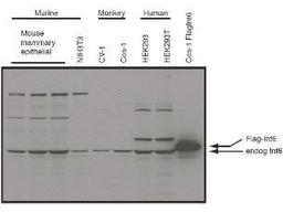 Western blot analysis of eIF3S6/Int6 in whole cell extracts from murine (HC-11 and NIH3T3), monkey (CV-1 and Cos-1), and human (HEK293T) cell lines using Eif3S6 Int6 antibody