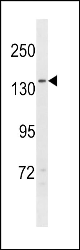 Western blot analysis in 293 cell line lysates (35ug/lane).