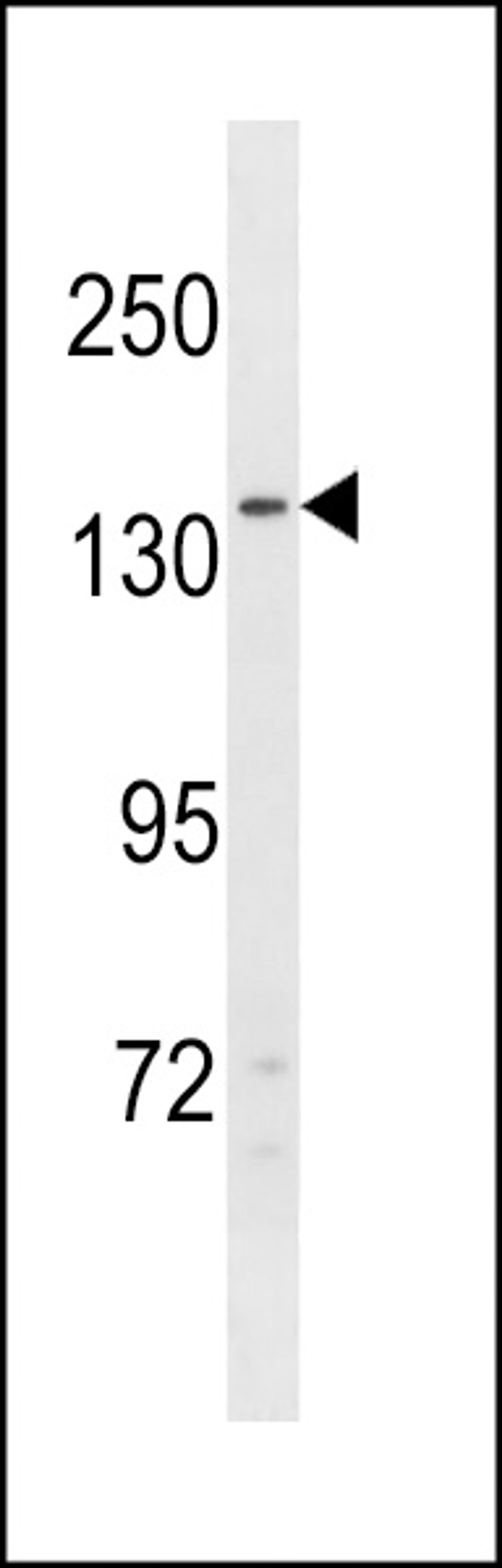 Western blot analysis in 293 cell line lysates (35ug/lane).