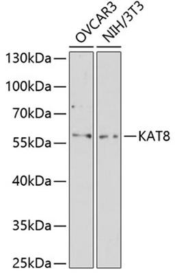 Western blot - KAT8 antibody (A2208)