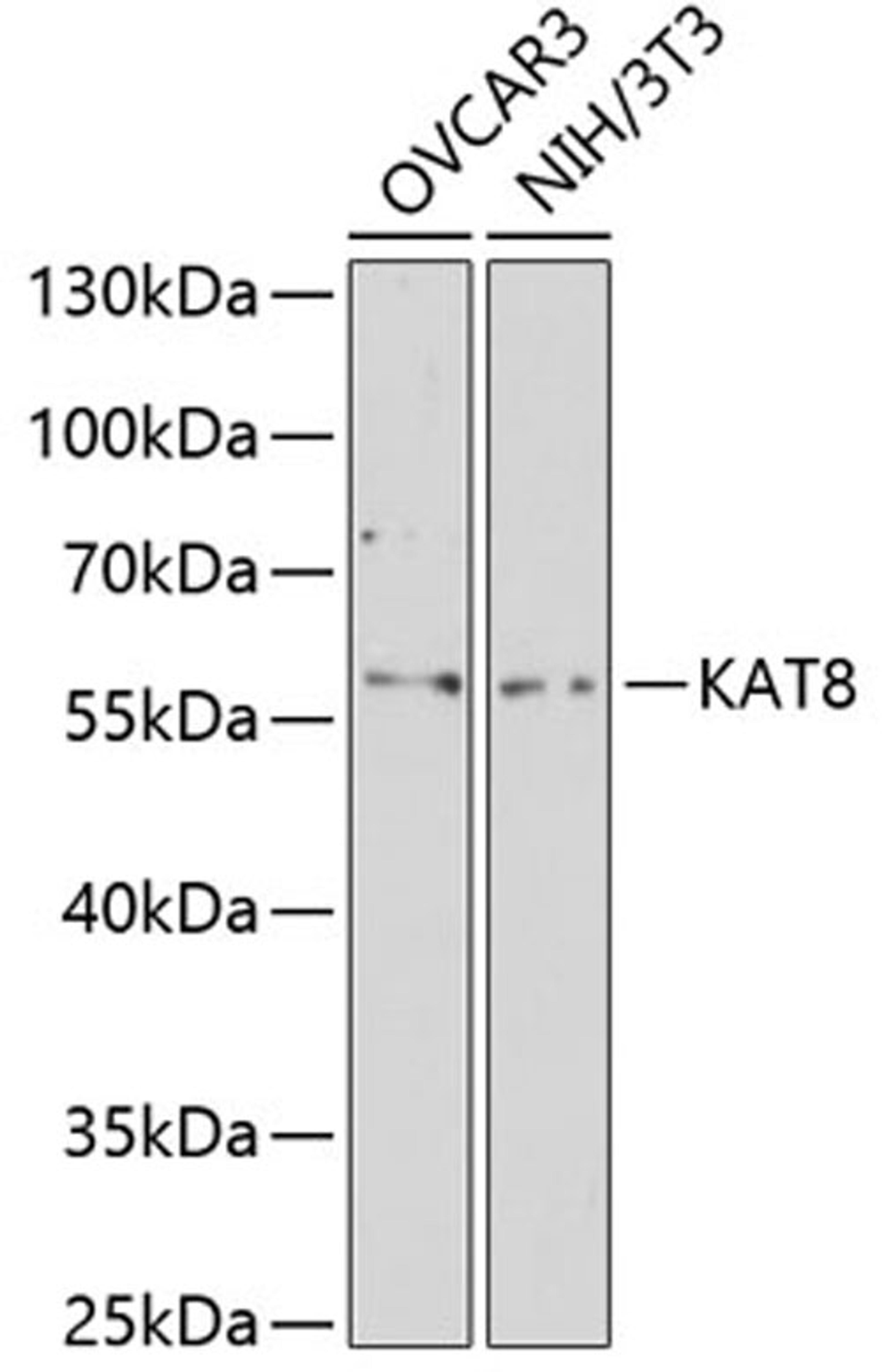 Western blot - KAT8 antibody (A2208)