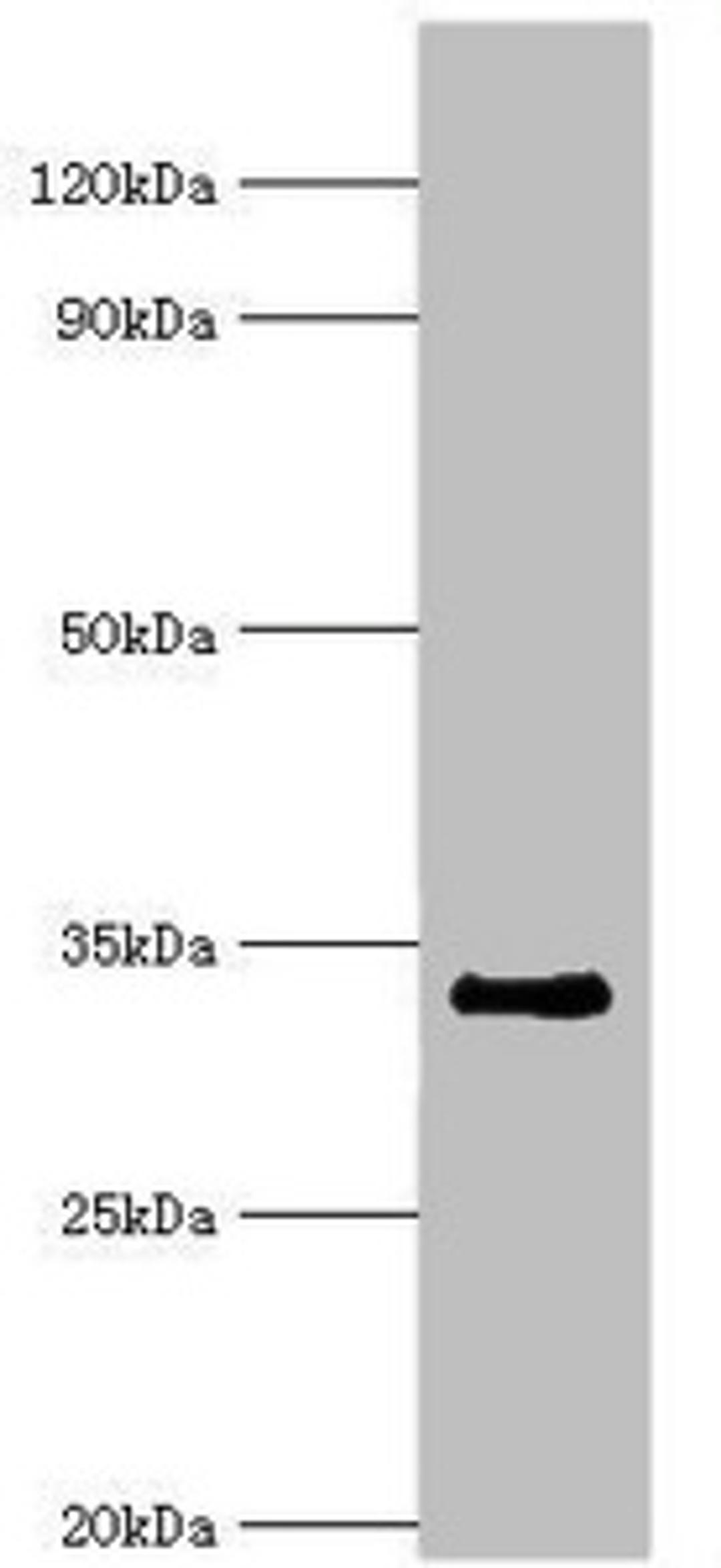 Western blot. All lanes: Cell cycle checkpoint protein RAD1 antibody at 6ug/ml + NIH/3T3 whole cell lysate. Secondary. Goat polyclonal to rabbit IgG at 1/10000 dilution. Predicted band size: 32, 28, 8 kDa. Observed band size: 32 kDa.