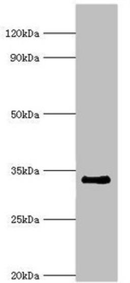 Western blot. All lanes: Cell cycle checkpoint protein RAD1 antibody at 6ug/ml + NIH/3T3 whole cell lysate. Secondary. Goat polyclonal to rabbit IgG at 1/10000 dilution. Predicted band size: 32, 28, 8 kDa. Observed band size: 32 kDa.