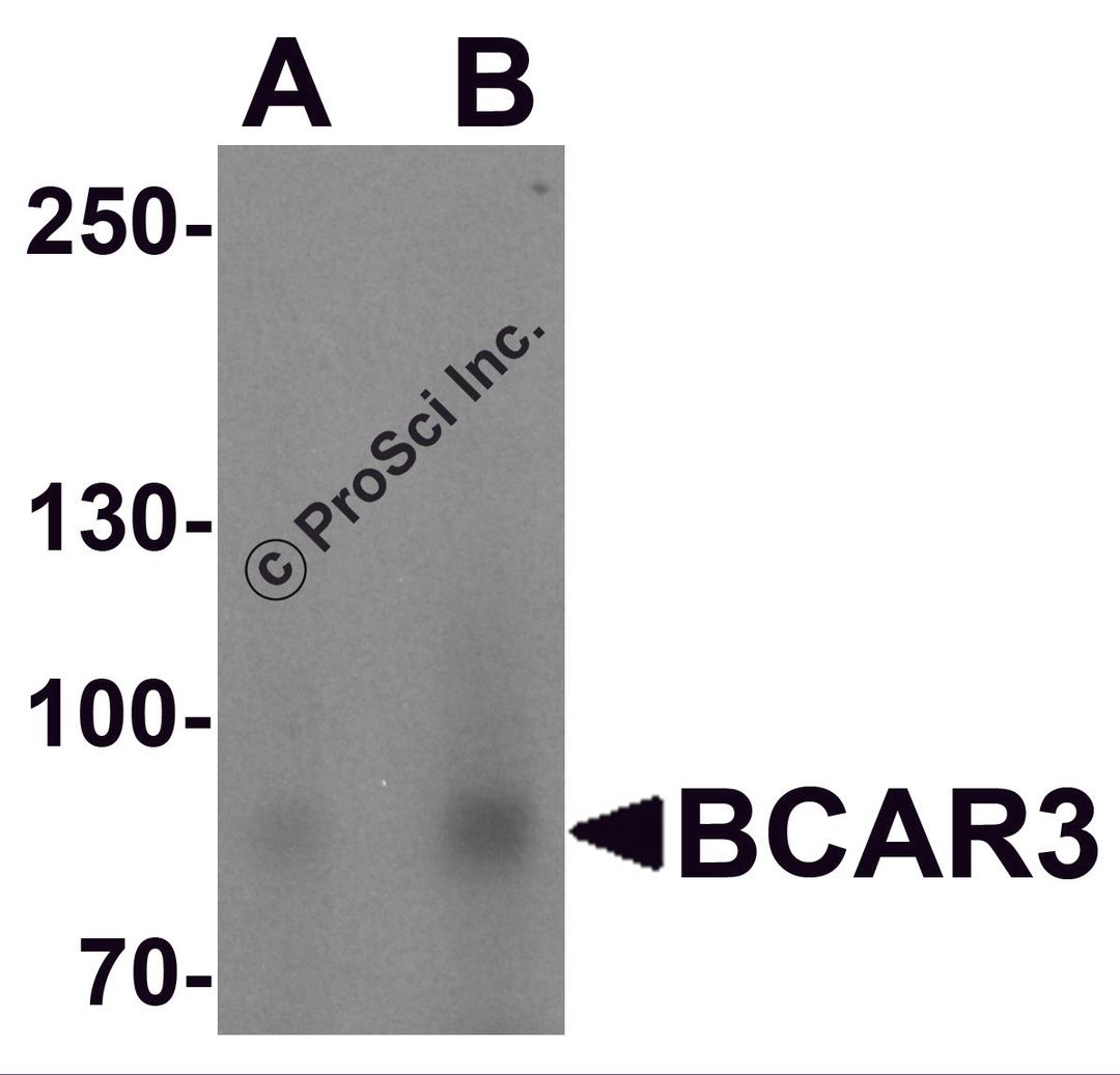 Western blot analysis of BCAR3 in HeLa cell lysate with BCAR3 antibody at (A) 1 and (B) 2 &#956;g/mL.