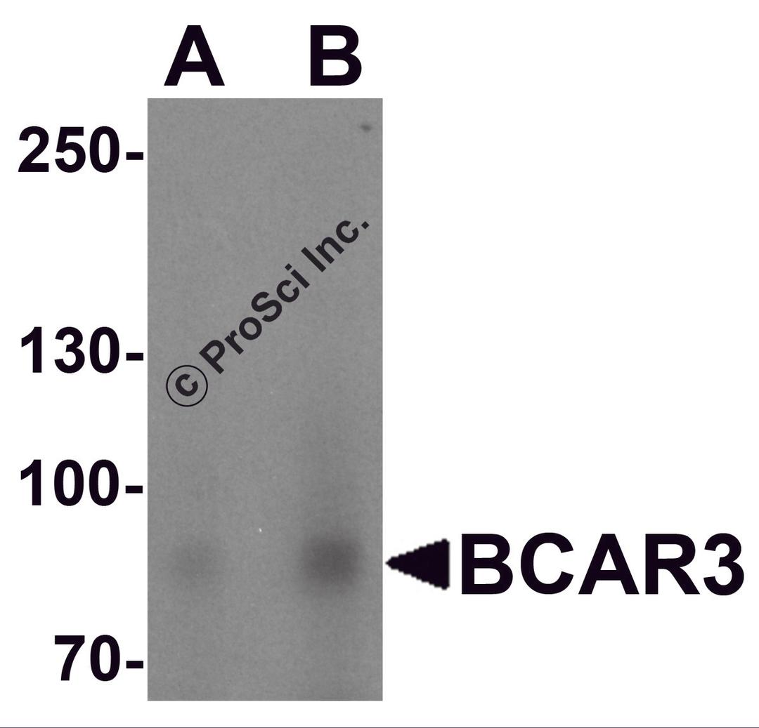 Western blot analysis of BCAR3 in HeLa cell lysate with BCAR3 antibody at (A) 1 and (B) 2 μg/mL.