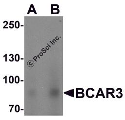 Western blot analysis of BCAR3 in HeLa cell lysate with BCAR3 antibody at (A) 1 and (B) 2 μg/mL.