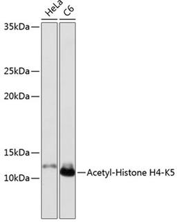 Western blot - Acetyl-Histone H4-K5 antibody (A19525)