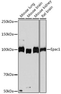 Western blot - Epac1 Rabbit mAb (A4149)