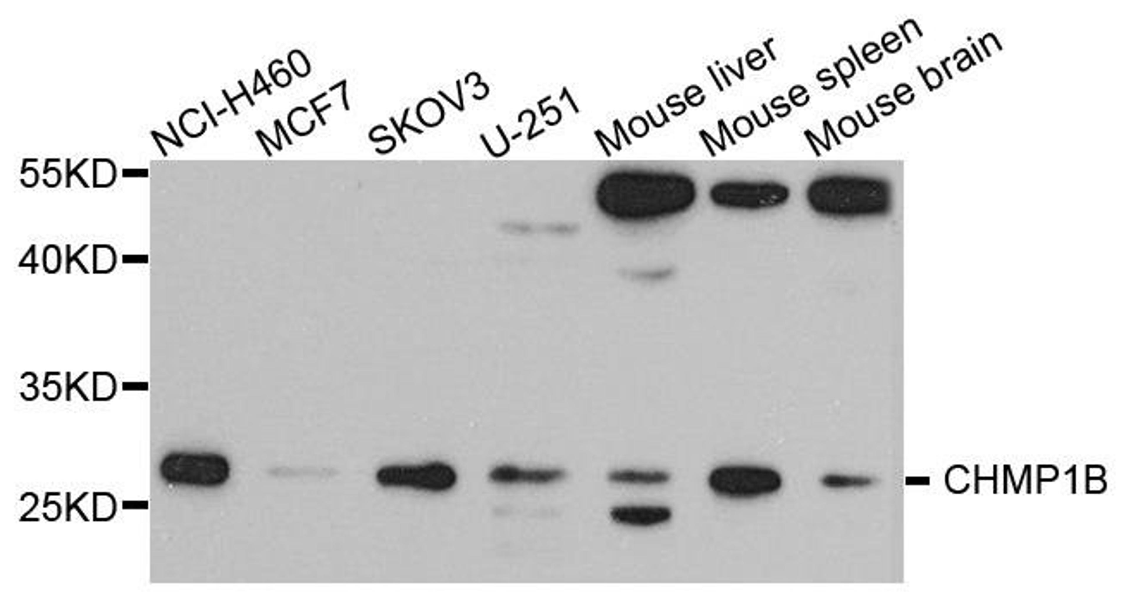 Western blot analysis of extract of various cells using CHMP1B antibody